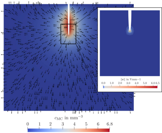 Flexoelectricity with messenger concentration Flexoelectricity with messenger concentration